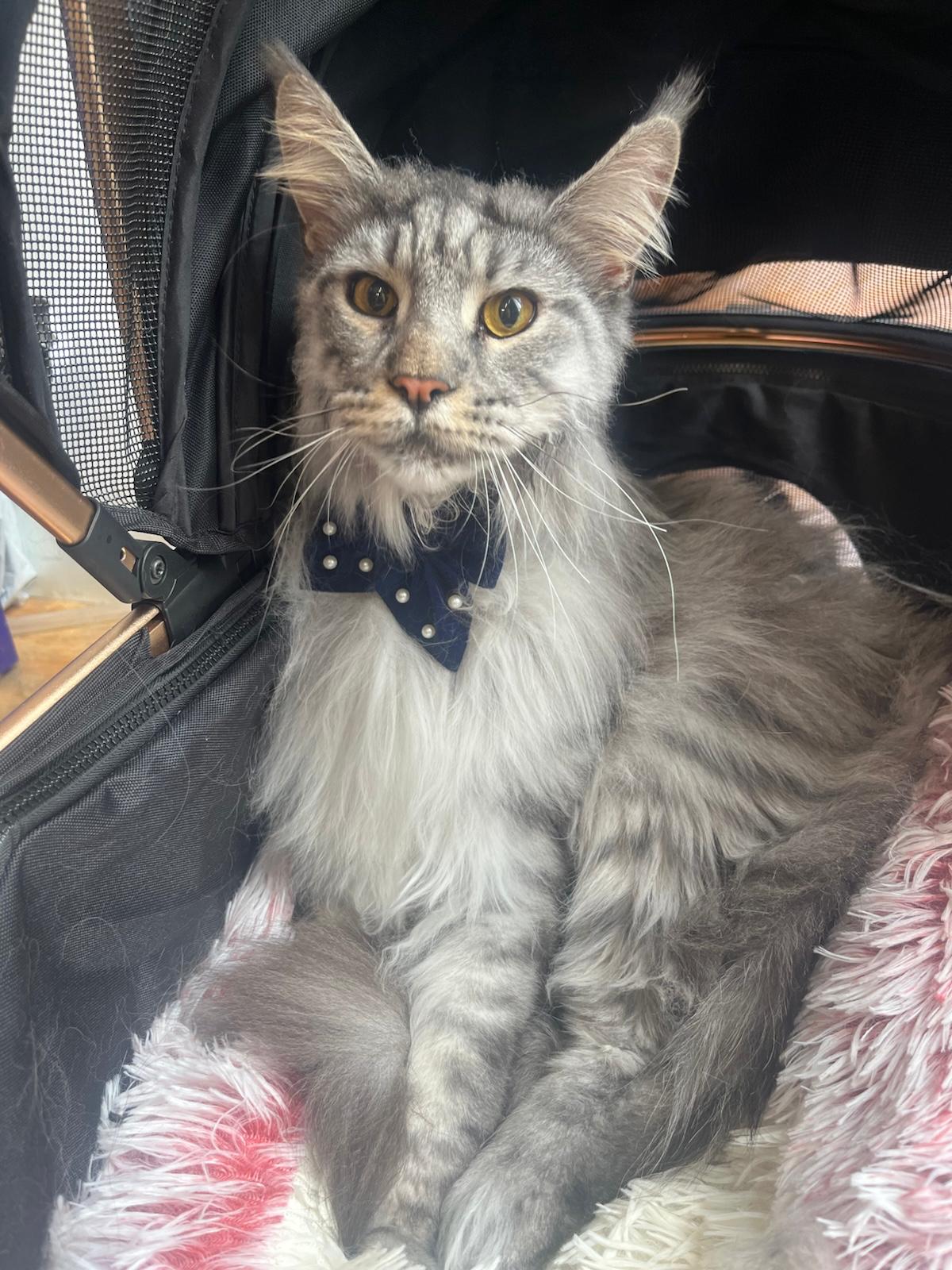 Full Grooming Gatos