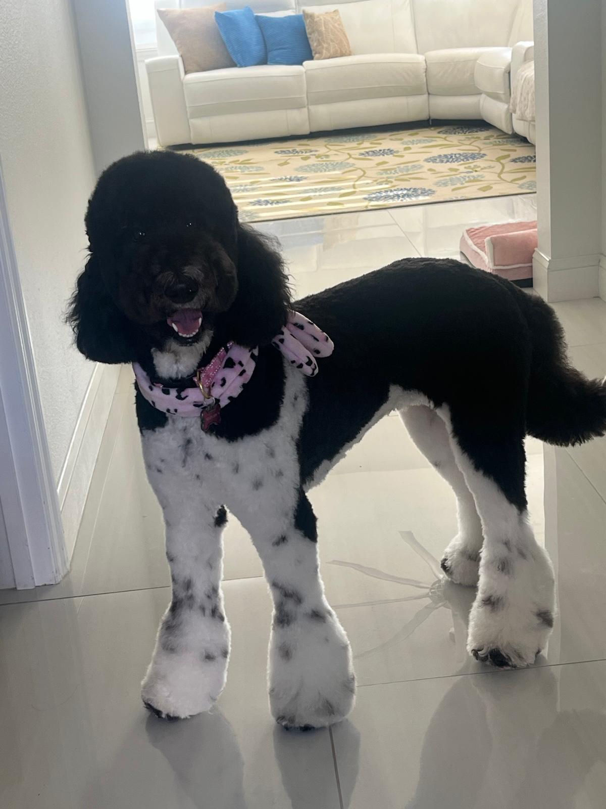 Full Grooming Large 58-120 Lbs