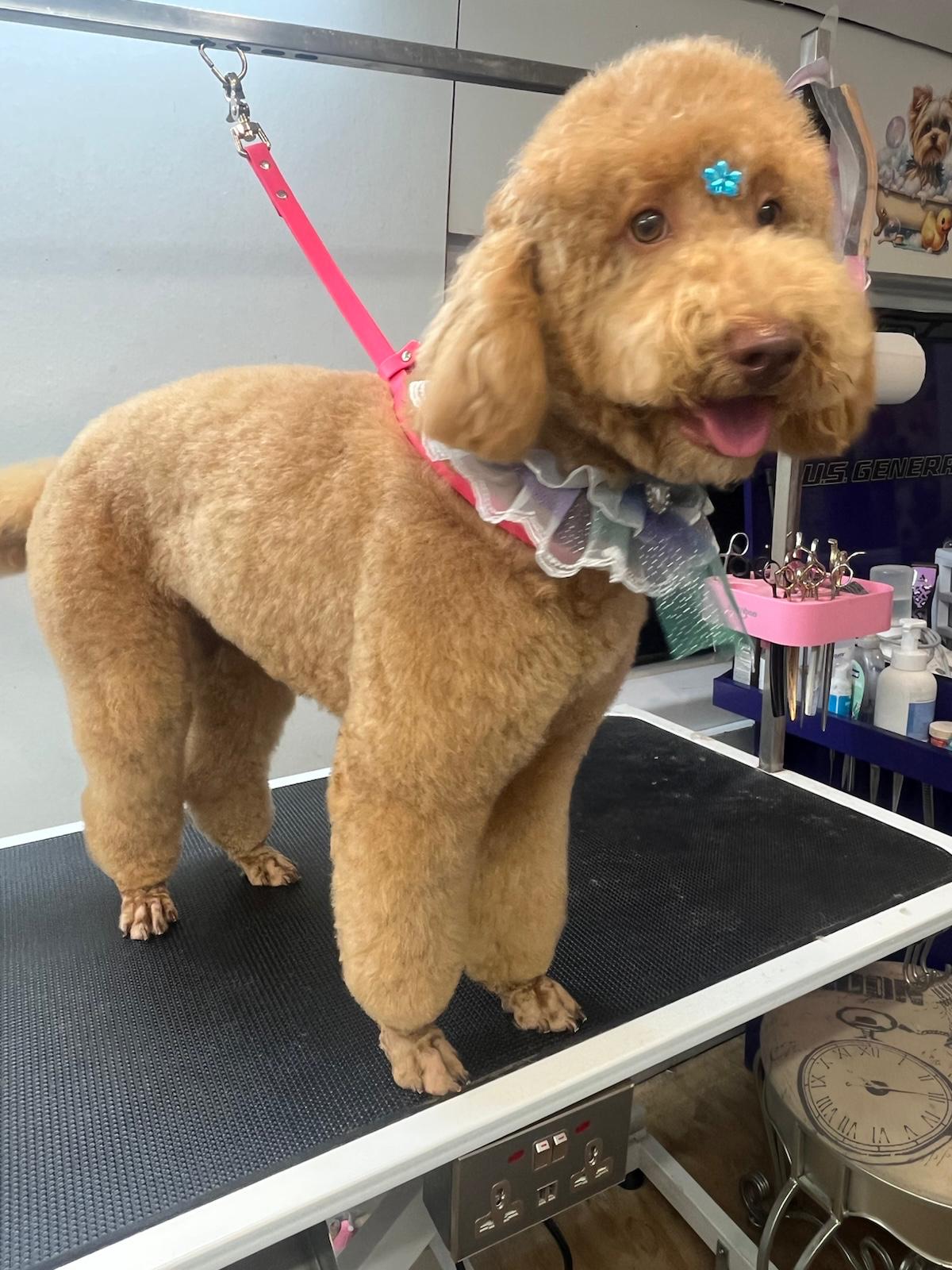 Full Grooming Medium 23-57 Lbs